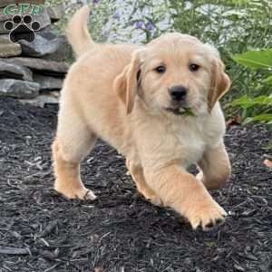 Storm, Golden Retriever Puppy