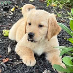 Storm, Golden Retriever Puppy
