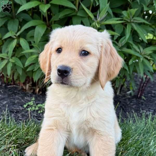 Storm, Golden Retriever Puppy