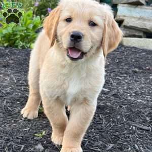 Storm, Golden Retriever Puppy