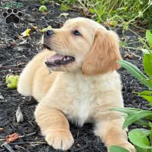 Storm, Golden Retriever Puppy