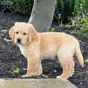 Storm, Golden Retriever Puppy