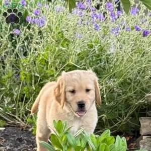 Storm, Golden Retriever Puppy