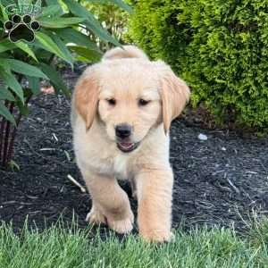 Storm, Golden Retriever Puppy
