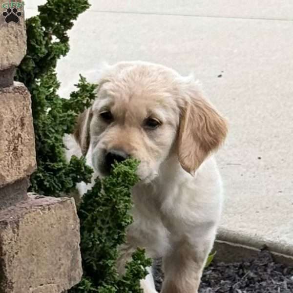 Louie, Golden Retriever Puppy