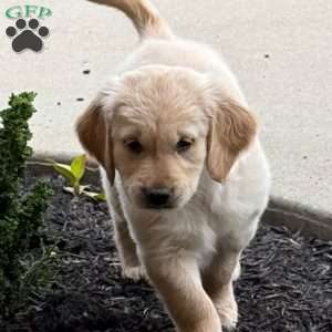 Louie, Golden Retriever Puppy