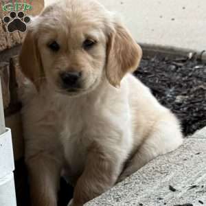 Louie, Golden Retriever Puppy