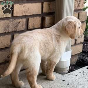 Louie, Golden Retriever Puppy