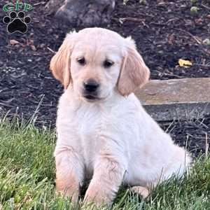 Louie, Golden Retriever Puppy