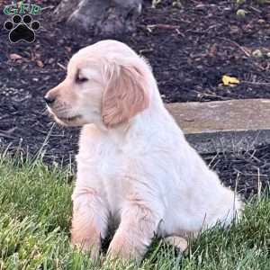 Louie, Golden Retriever Puppy