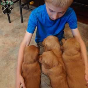 Twix, Golden Retriever Puppy