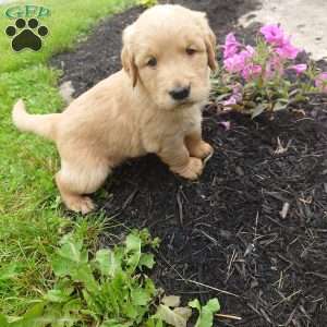 Kit-Kat, Golden Retriever Puppy