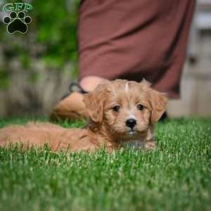 Lexy F1B, Mini Bernedoodle Puppy