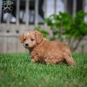 Lexy F1B, Mini Bernedoodle Puppy