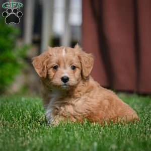 Lexy F1B, Mini Bernedoodle Puppy