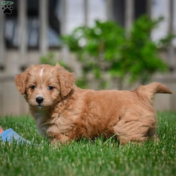 Lexy F1B, Mini Bernedoodle Puppy