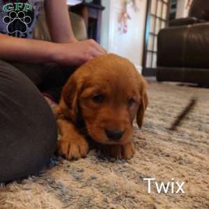 Twix, Golden Retriever Puppy
