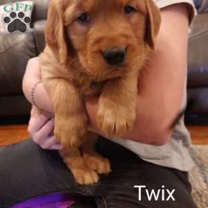 Twix, Golden Retriever Puppy