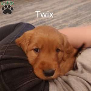 Twix, Golden Retriever Puppy