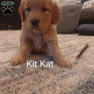 Kit-Kat, Golden Retriever Puppy