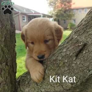 Kit-Kat, Golden Retriever Puppy