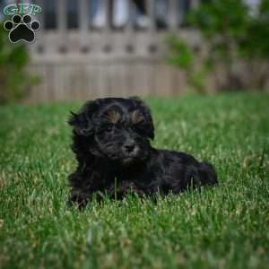Cooper F1B, Mini Bernedoodle Puppy