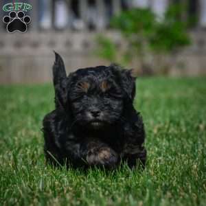 Cooper F1B, Mini Bernedoodle Puppy
