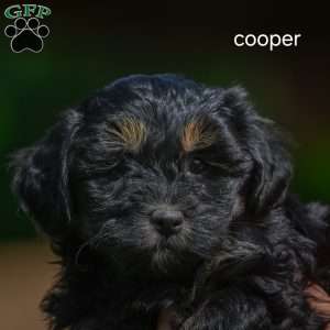 Cooper F1B, Mini Bernedoodle Puppy