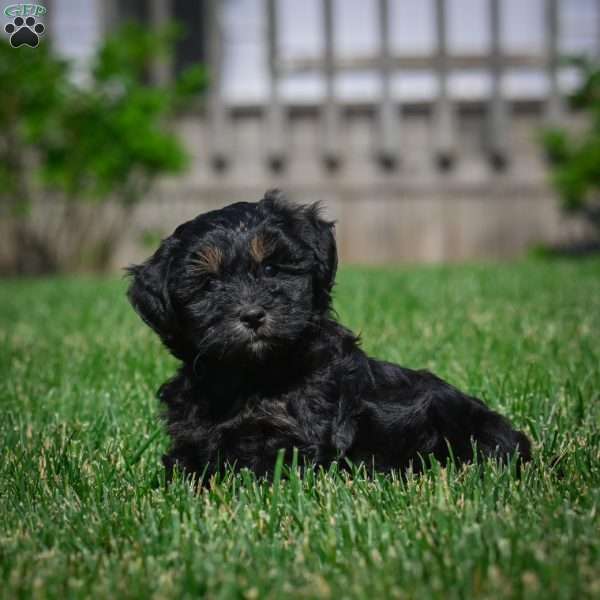 Cooper F1B, Mini Bernedoodle Puppy