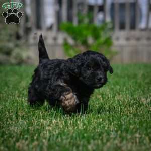 Sky F1b, Mini Bernedoodle Puppy