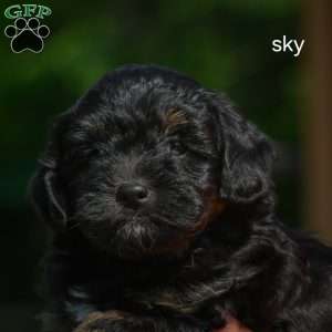 Sky F1b, Mini Bernedoodle Puppy