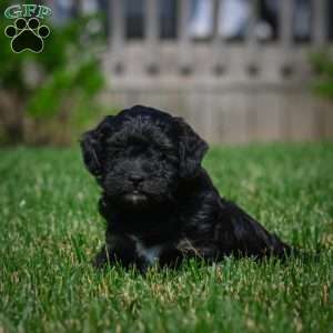 Sky F1b, Mini Bernedoodle Puppy