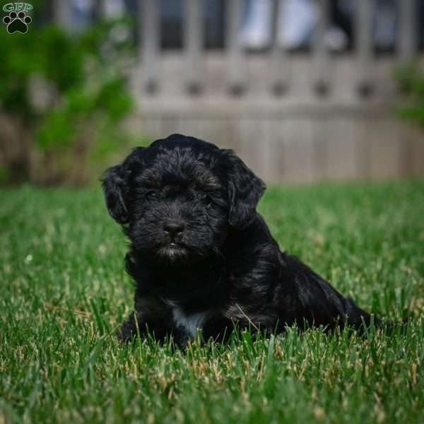 Sky F1b, Mini Bernedoodle Puppy