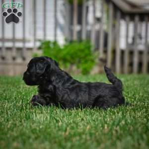 Sky F1b, Mini Bernedoodle Puppy