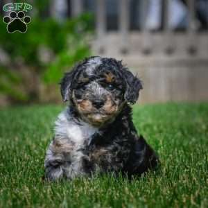 Ace F1B, Mini Bernedoodle Puppy