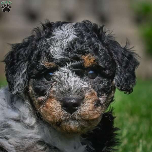 Ace F1B, Mini Bernedoodle Puppy
