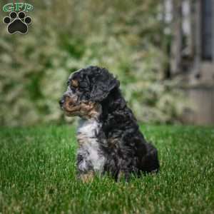 Ace F1B, Mini Bernedoodle Puppy