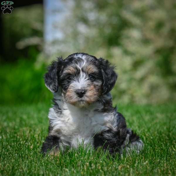 Mia F1B, Mini Bernedoodle Puppy