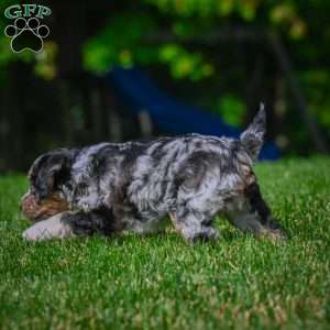 Mia F1B, Mini Bernedoodle Puppy