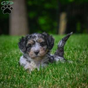 Mia F1B, Mini Bernedoodle Puppy