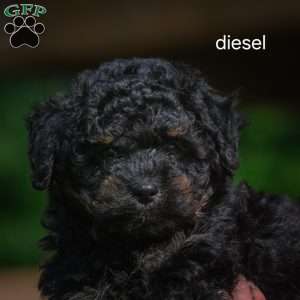 Diesel F1B, Mini Bernedoodle Puppy