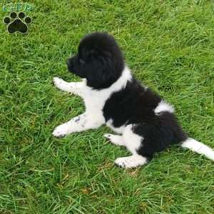 Cali, Newfoundland Puppy