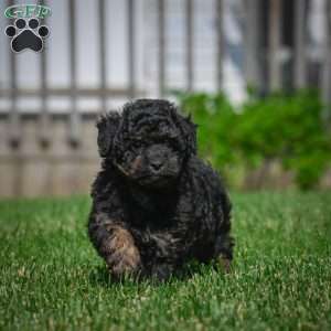 Diesel F1B, Mini Bernedoodle Puppy