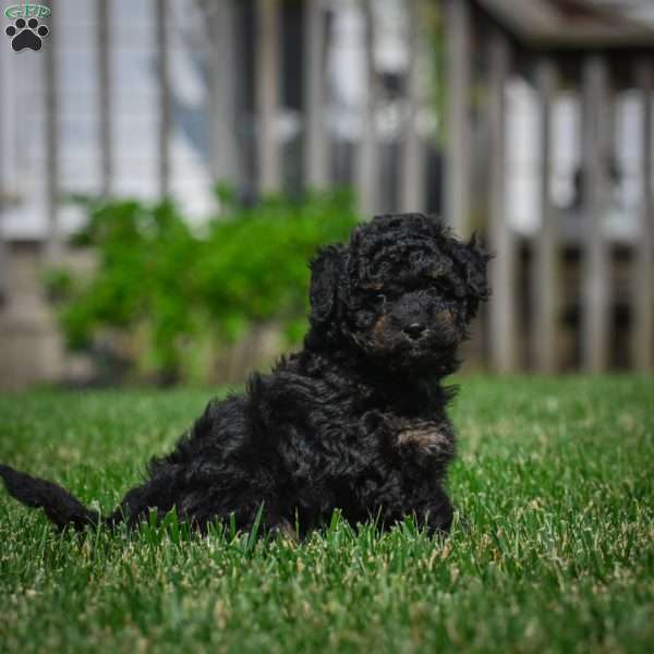 Diesel F1B, Mini Bernedoodle Puppy