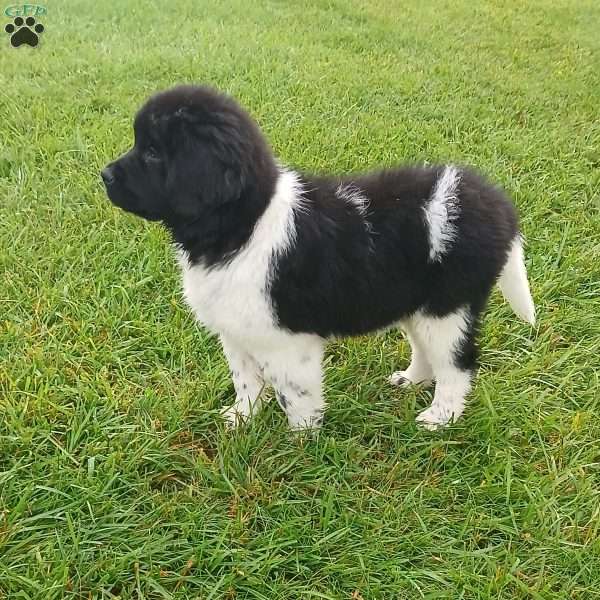 Cali, Newfoundland Puppy