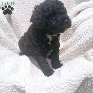 Apollo, Toy Poodle Puppy