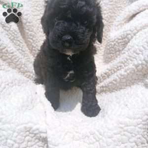 Apollo, Toy Poodle Puppy