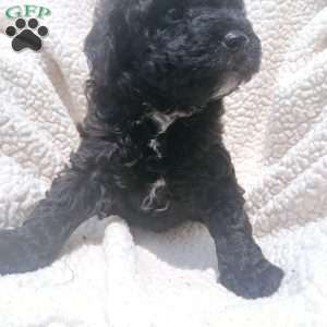 Apollo, Toy Poodle Puppy