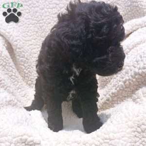 Apollo, Toy Poodle Puppy
