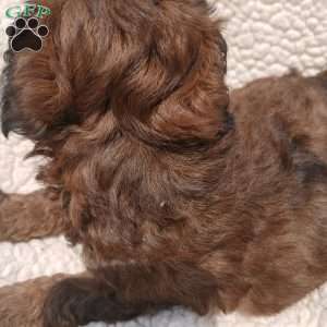 Annie, Toy Poodle Puppy